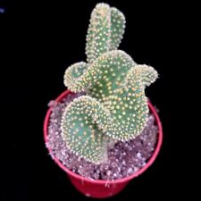 Opuntia microdesis cristaat for sale  LEIGH