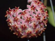 Hoya mindorensis pink gebraucht kaufen  Nürnberg