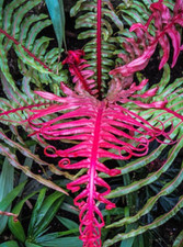 Blechnum brasiliense volcano for sale  TROWBRIDGE