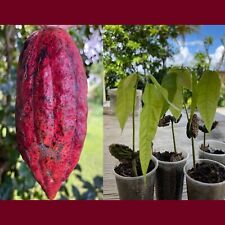 Red theobroma cacao for sale  USA