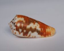 Conus magus d'occasion  Gazeran