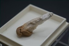 Danburit charkas mexiko gebraucht kaufen  Deutschland