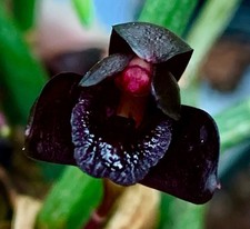 Maxillaria species black gebraucht kaufen  Augsburg