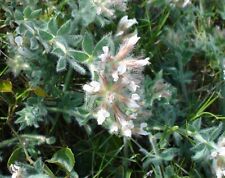Graines dorycnium hirsutum d'occasion  Sabres