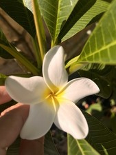 Plumeria talea fiore usato  Sant Agata di Militello