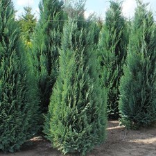Zypresse chamaecyparis columna gebraucht kaufen  Nordhorn