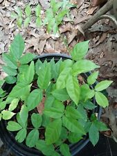 Wisteria bonsai starter for sale  Winnsboro