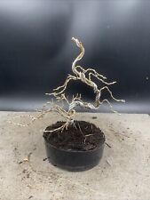 Shohin japanese larch for sale  HULL