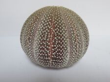 Large sea urchin for sale  GODALMING