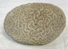 Brain coral fossil for sale  Abingdon