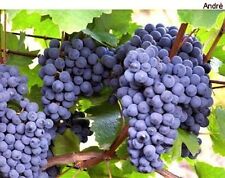 PARA ZONAS FRIAS- EUA, UE- Uvas azuis ANDRE - 10 estacas frescas frete grátis comprar usado  Enviando para Brazil