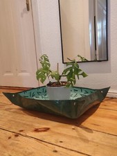 Mini monstera rhaphidophora gebraucht kaufen  Berlin
