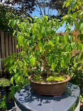 Ficus tiny bonsai for sale  Bonita Springs
