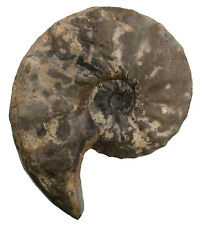 Trias discoceratites dorsoplan gebraucht kaufen  Erlangen