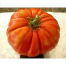 Pomodoro siciliano gigante usato  Trappeto