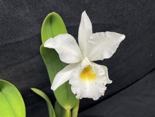 Jenmanii alba cattleya for sale  Linwood