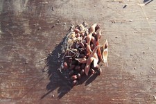Ironwood tree seeds for sale  Parker