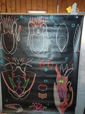 Carte scolaire auzoux d'occasion  Toulouse-