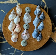 Meeresmuscheln schneckenhäuse gebraucht kaufen  Halver