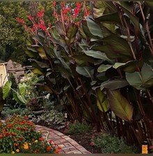 Red canna lily for sale  Greenwood