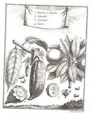 Cacao zapota sapotier usato  Reggio Emilia