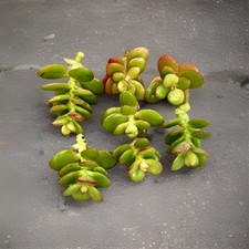 Jade mini plant for sale  Honolulu