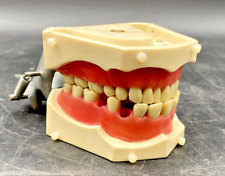DENTAL TYPODONT 6292? MODELO DE DENTE DE ENSINO DENTISTA ORTODONTISTA DENTES SEM MARCA comprar usado  Enviando para Brazil