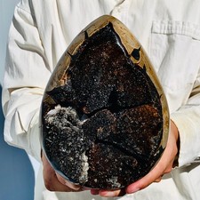 7.04lb natural turtle for sale  Burlington