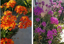 Epidendrum orchid 5pcs for sale  USA