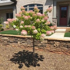 white plants strawberry for sale white plants strawberry for sale Mcminnville