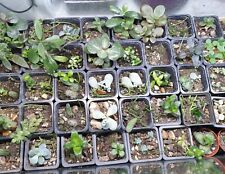 Indoors succulents cactus for sale  PORTSMOUTH