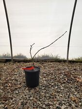 japanese red laceleaf maple for sale  Hendersonville