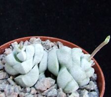 Crassula deceptor smaller for sale  EASTBOURNE