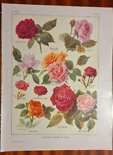 1921 variétés roses d'occasion  Saint-Geniès-de-Malgoirès