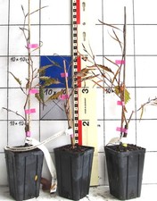Fagus sylv midnight gebraucht kaufen Fagus sylv midnight gebraucht kaufen  Bad Bergzabern