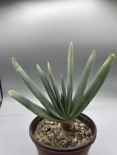 Pianta aloe plicatilis usato  Monterosso Almo