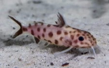 Synodontis petricola pink for sale  Oak Forest