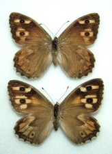 Pair southern grayling for sale  FOLKESTONE