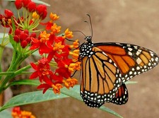 101 bloodflower milkweed for sale  Wichita