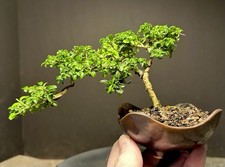 Bonsai tree mame for sale  Richmond
