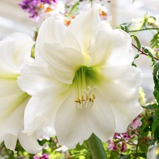 Amaryllis mont blanc for sale  UK