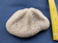 Seeigel clypeaster gebraucht kaufen  Stuttgart