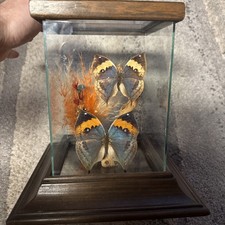 Taxidermy kallima inachus for sale  Independence