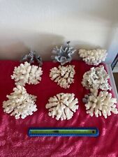 Dry coral natural for sale  Glendale