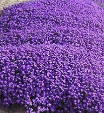 AUBRIETA deltoidea 350 semillas -  seeds jardin rocalla comprar usado  Enviando para Brazil