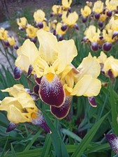 iris auge gebraucht kaufen iris auge gebraucht kaufen Wald
