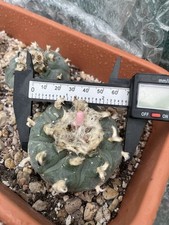 Large mexican cactus for sale  SALISBURY