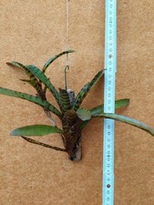 Neoregelia rubrifolia rilegato usato  Spedire a Italy