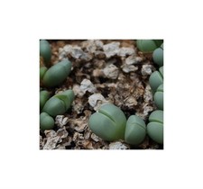 10x argyroderma subalbum gebraucht kaufen  Pfullingen