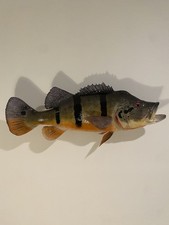 Peacock bass taxidermy for sale  Tuscaloosa